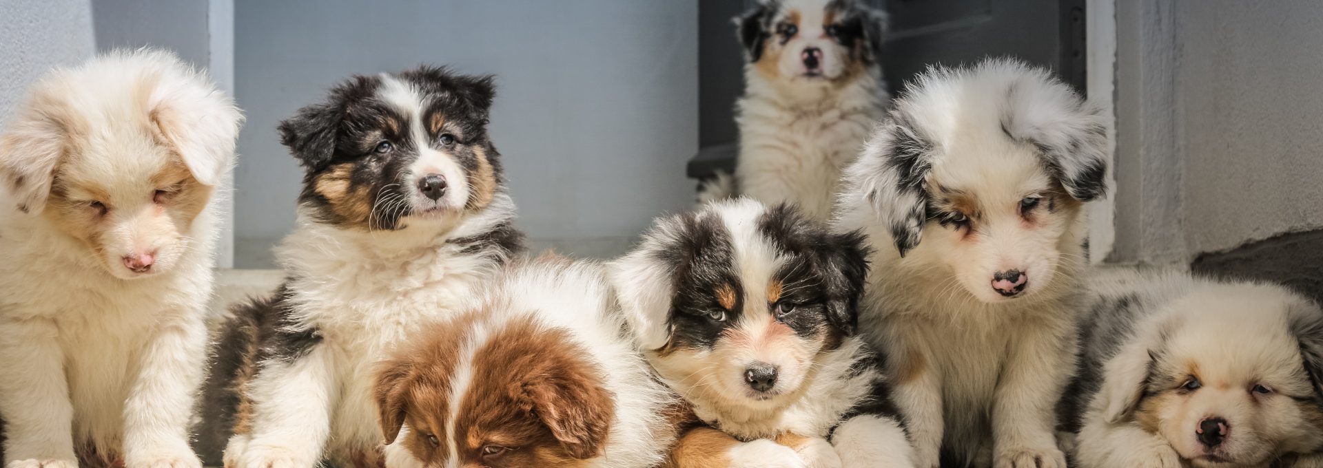 long-coated white puppy litter